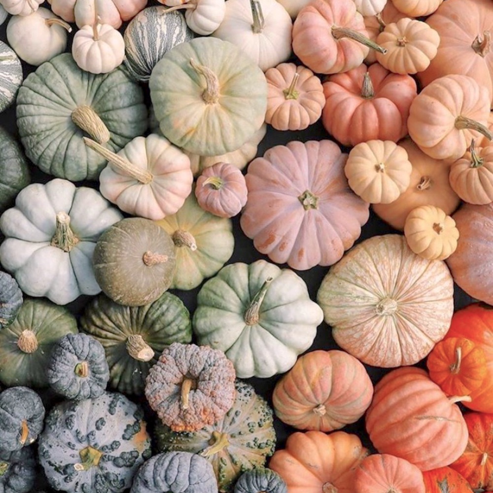 🍂🌻Fall Season🍁🎃